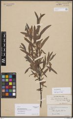 Foto von Salix bolanderiana Rowlee